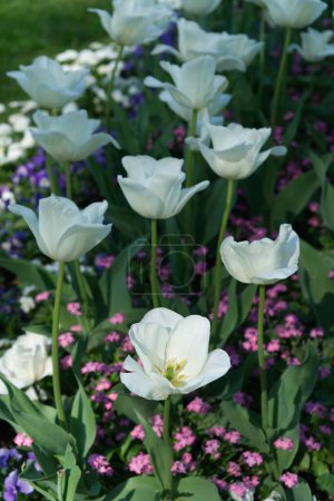 Tulipanes blancos de una sola flor en un macizo de flores mezclado con pequeñas flores de colores. Jardín, luz del día.