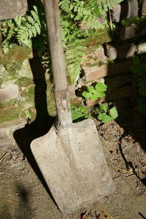 An old rusty spade leaning on an old brick wall with fern. Sunlight. Rustic.