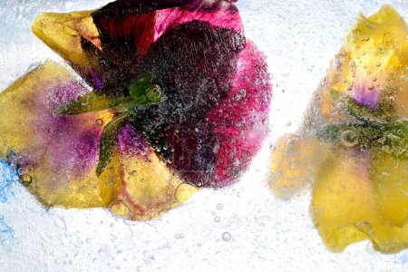 Flores congeladas retroiluminadas capturadas en el hielo. Burbujas translúcidas y textura de hielo. Primer plano.