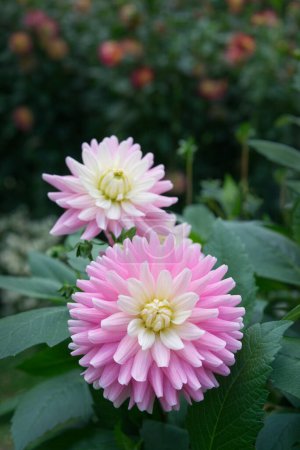 Two light magenta semi-cactus Dahlia blossoms named Elke Graefin von Pueckler. Other flowers blurred in the background. Garden.
