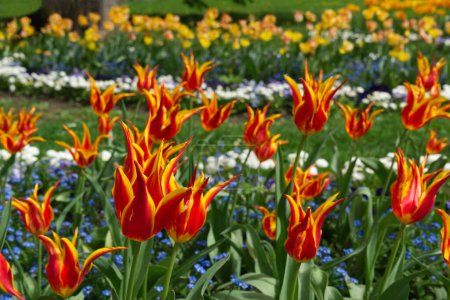 Tulipanes con flores de lirio en rojo con bordes amarillos en un jardín. Tulipanes llamados Fly Away. Tulipanes amarillo anaranjado en el fondo.
