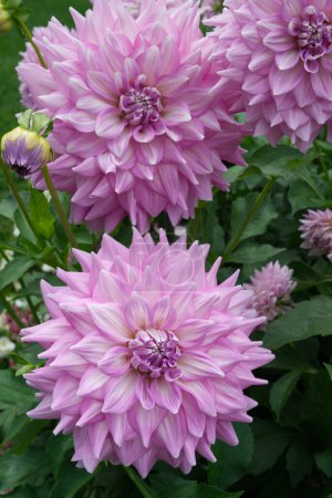 Primer plano en flores decorativas de Dahlia con pétalos de color blanco a lila. Dahlias llamado Almands Joy. Luz del día, jardín.