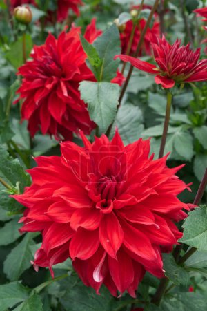 Close-up on a red decorative Dahlia flower named Babylon. Blossoms and green foliage in the background.