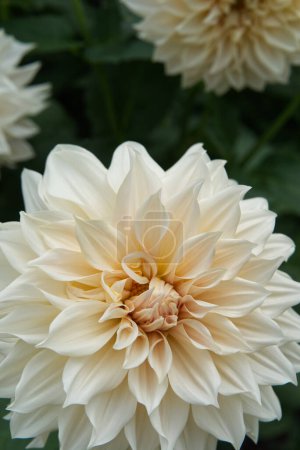 Primer plano en una flor decorativa de Dahlia en un color beige cremoso. Al aire libre, luz del día. Dahlia llamado Café au lait.