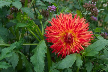 Orange-red to yellow petals of a fimbriated Dahlia blossom between foliage. Dahlia named Cheyenne. 