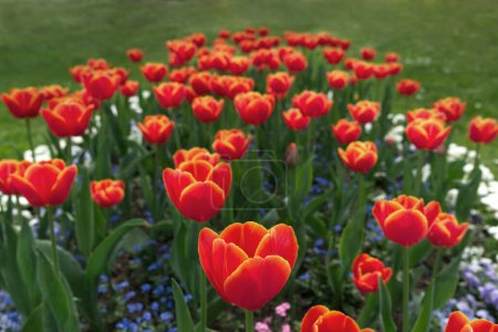 Red-orange Triumph variety tulips with yellow edges in a garden. Myosotis flowers planted between the tulips.Tulips named Angela Merkel.
