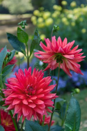 Two red decorative Dahlia blooms in a garden. Dahlias named Furst Puckler. Yellow flowers in the background. 