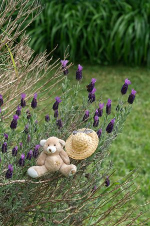 A Teddy bear sitting between Lavender branches, a straw hat by its side. Vegetation in the background.
