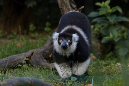 Téléchargez les photos : Lémurien noir et blanc - en image libre de droit