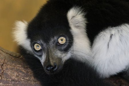 Téléchargez les photos : Lémurien noir et blanc - en image libre de droit