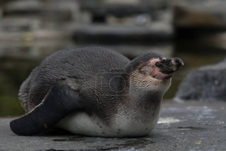 Téléchargez les photos : Pingouin dans le zoo - en image libre de droit