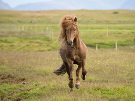 Téléchargez les photos : Un cheval de course dans un corral - en image libre de droit