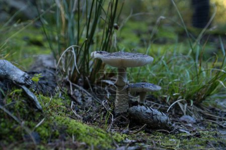 Téléchargez les photos : Champignon dans la forêt - en image libre de droit