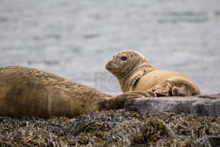 Téléchargez les photos : Île mer le lion - en image libre de droit