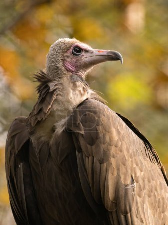 Téléchargez les photos : Portrait d'un vautour - en image libre de droit