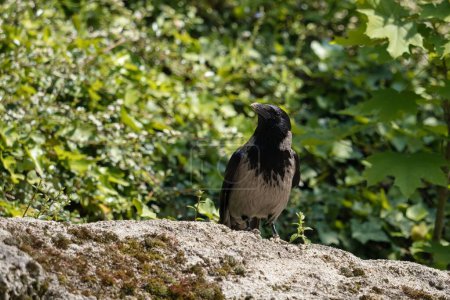 Téléchargez les photos : Corbeau gris sur un rocher - en image libre de droit