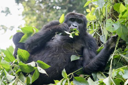 Téléchargez les photos : Gorille dans la forêt - en image libre de droit