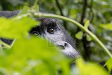 Téléchargez les photos : Gorille dans la forêt - en image libre de droit