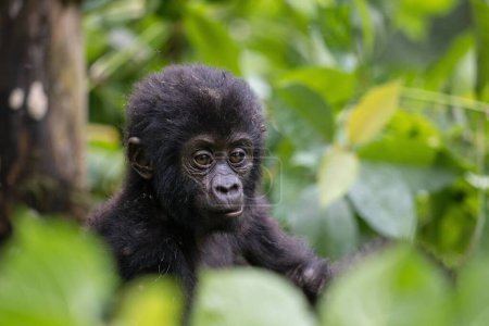 Téléchargez les photos : Bébé gorille dans la forêt - en image libre de droit