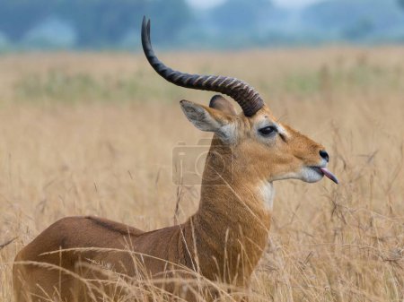 Téléchargez les photos : Antilope dans la savane - en image libre de droit
