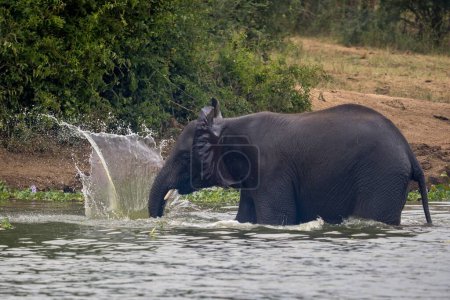 Téléchargez les photos : Éléphants jouant dans l'eau - en image libre de droit