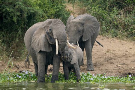 Téléchargez les photos : Éléphants d'Afrique près de l'eau - en image libre de droit