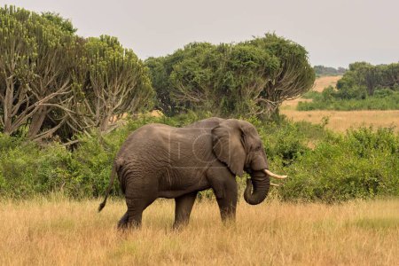 Téléchargez les photos : Éléphant d'Afrique en safari - en image libre de droit