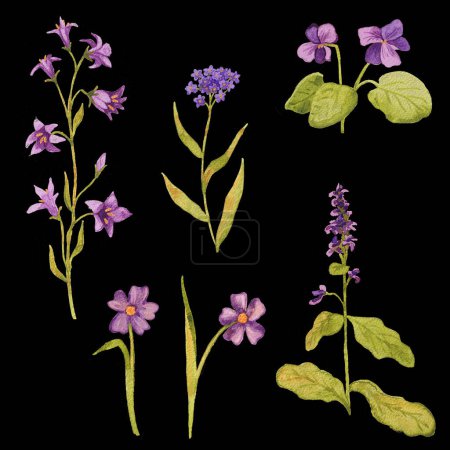 Vereinzelte Aquarelle wilder lila Blumen, darunter wildes Veilchen, Vergissmeinnicht, Wiesenglocke auf schwarzem Hintergrund