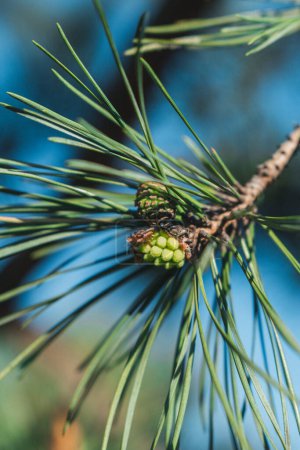 Photo for Young pine cones, Young green cones - Royalty Free Image