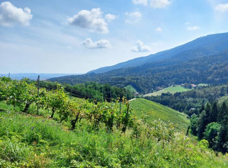 Pohorje Mountains. Slovenia. Green hills with vineyard and forest