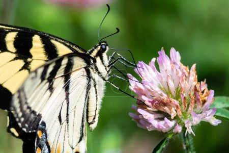 Téléchargez les photos : Hirondelle tigrée de l'Est sirotant du nectar de la fleur accommodante - en image libre de droit