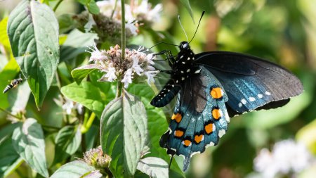 Photo for Spicebush Swallowtail Butterfly Sipping Nectar from the Accommodating Flower - Royalty Free Image