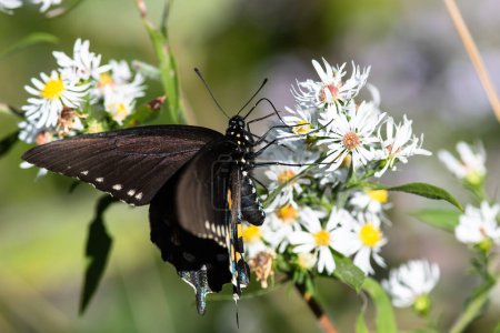 Téléchargez les photos : Spicebush Swallowtail Papillon sirotant du nectar de la fleur accommodante - en image libre de droit