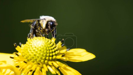 Téléchargez les photos : Collecte de pollen d'abeille à partir d'une fleur accommodante - en image libre de droit