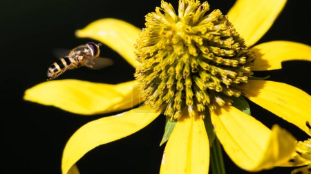 Photo for Bee Gathering Pollen from an Accommodating Flower - Royalty Free Image