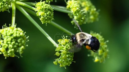 Photo for Bee Gathering Pollen from an Accommodating Flower - Royalty Free Image