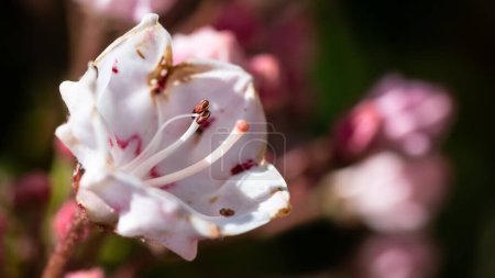 Photo for Mountain Laurel Blooming in the Appalachian Spring - Royalty Free Image