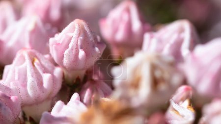 Photo for Mountain Laurel Buds About to Bloom in the Appalachian Spring - Royalty Free Image