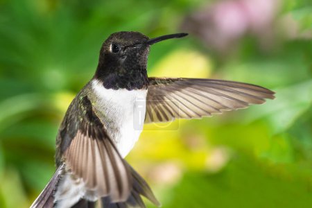 Téléchargez les photos : Colibri à tête noire à la recherche de nectar dans le jardin vert - en image libre de droit