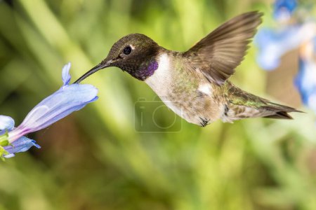 Téléchargez les photos : Colibri à tête noire à la recherche de nectar parmi les fleurs bleues - en image libre de droit