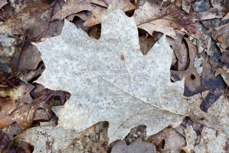 Photo for Close up of fallen leaves on ground in autumn. - Royalty Free Image
