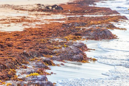 Téléchargez les photos : Beaucoup d'algues rouges très dégoûtantes sargazo et déchets d'ordures pollution de l'environnement à la plage tropicale mexicaine à Playa del Carmen Mexique. - en image libre de droit