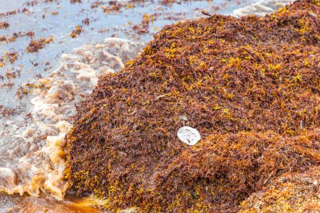 Photo for A lot of red very disgusting seaweed sargazo and Garbage waste environmental pollution at tropical mexican beach in Playa del Carmen Mexico. - Royalty Free Image