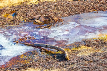 Téléchargez les photos : Beaucoup d'algues rouges très dégoûtantes sargazo et déchets d'ordures pollution de l'environnement à la plage tropicale mexicaine à Playa del Carmen Mexique. - en image libre de droit