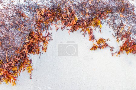 Photo for A lot of red very disgusting seaweed sargazo at tropical mexican beach and Punta Esmeralda in Playa del Carmen Mexico. - Royalty Free Image