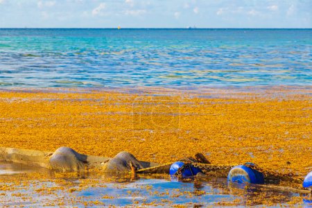 Photo for A lot of very disgusting and dirty Caribbean beach water with seaweed sargazo in Playa del Carmen Quintana Roo Mexico. - Royalty Free Image