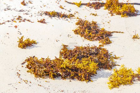 Yellow red orange seaweed seagrass sargazo at tropical mexican beach in Playa del Carmen Mexico.