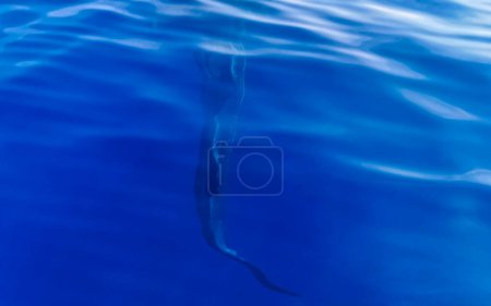 Photo for Huge beautiful whale shark swims on the water surface on boat tour in Cancun Quintana Roo Mexico. - Royalty Free Image