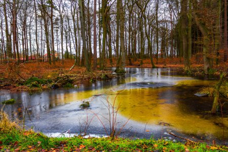 Foto de Estanque y lago congelados en un bosque de naturaleza fría en Langen Geestland Cuxhaven Baja Sajonia Alemania. - Imagen libre de derechos