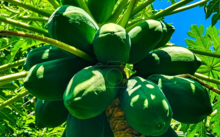 Foto de Hermoso árbol de papaya en naturaleza tropical en Zicatela Puerto Escondido México. - Imagen libre de derechos